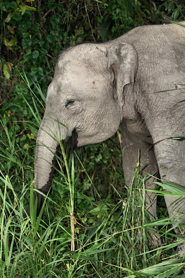BorneoPigmyElephant_Sukau_0254 (53)_m.jpg